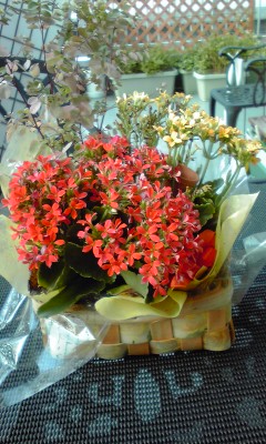 IMG_001690.jpg ( 49 KB ) by Upload