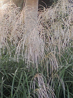 IMG_001691.jpg ( 68 KB ) by Upload