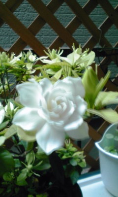 IMG_001728.jpg ( 42 KB ) by Upload