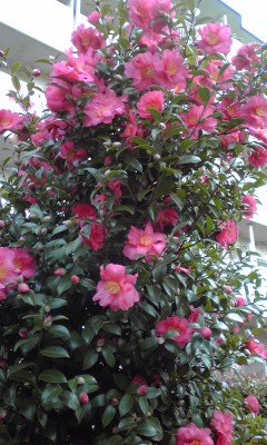 IMG_001760.jpg ( 47 KB ) by Upload